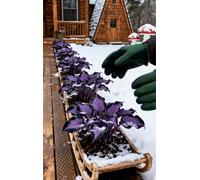 adatte come regali per le feste Bulbi di hosta-Perenne resistente al freddo, resistenti,giardini, balconi,belle,adatta per la decorazione di cortili e balconi-10 Bulbi-I