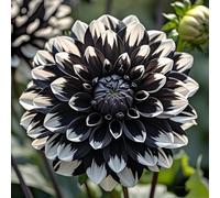 adatte come regali per le feste, giardini e balconi, Raro Rizoma Di Dalia, Resistente All'Inverno, Perenne resistente/Regalo/Crescita, 8bulbs-G