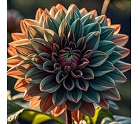 adatte come regali per le feste, giardini e balconi, Raro Rizoma Di Dalia, Resistente All'Inverno, Perenne resistente/Regalo/Crescita, 8bulbs-F