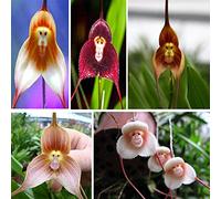 ADB Inc 5 Tipo 200 Semi in Vaso Perù Monkey Face Orchid Seeds (00 Mix) Seeds ONLY