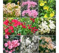 adelfa - semi di primavera decorativi resistenti per giardino - Serie di semi rari pradera 10pcs