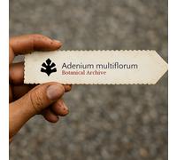 Adenium multiflorum SEEDS - - SEMI Rosa del deserto | Giglio impala