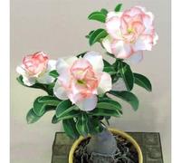 Adenium obesum bulbi,Piante perenni,Rosa del Deserto pianta vera,Adenium obesum pianta,Tagliare,resistenti al freddo,bulbi rosa del deserto(non artificiali)-1tuberi-F