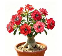 Adenium obesum/bulbi - Rosa del deserto ufficio giardino 2Bulbi