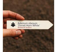 Adenium obesum 'Dorset Horn White' SEEDS - - SEMI Rosa del deserto | Giglio imp