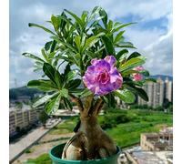 Adenium obesum - Rosa del deserto balcone di rampicante 5Bulbi