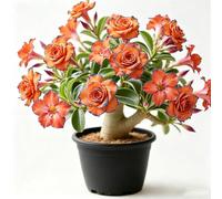 Adenium obesum - Rosa del deserto balcone rampicante balcone 4bulbi