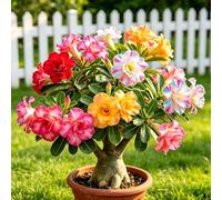 Adenium obesum - Rosa del deserto balcone rialzata, balcone giardino 4bulbi