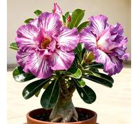 Adenium obesum - Rosa del deserto/bulbi rialzata, balcone 2Bulbi