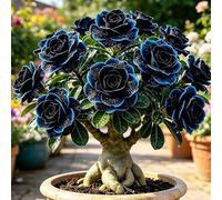 Adenium obesum - Rosa del deserto/bulbi rialzata, balcone giardino 6bulbi
