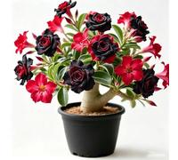 Adenium obesum - Rosa del deserto rialzata, balcone 2bulbi