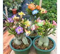 Adenium obesum - Rosa del deserto ufficio rampicante 7Bulbi