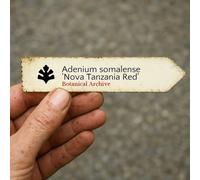 Adenium somalense 'Nova Tanzania Red' SEEDS - - SEMI Rosa del deserto | Giglio