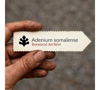 Adenium somalense SEEDS - - SEMI Rosa del deserto | Giglio impala