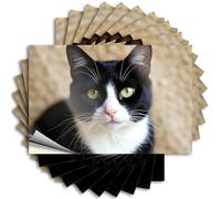 Adesivi inappropriati Un gatto bianco e nero con occhi verdi sorprendenti. Adesivi 10 adesivi per auto divertenti per auto (12 x 18 cm)