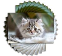 Adesivi per auto divertenti a Fluffy Kitten with Striking Eyes. Adesivi 10 pezzi decalcomanie per auto adesivi divertenti (6 x 9 cm)