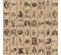 Adesivi per corpo umano | 50 adesivi in vinile impermeabili con anatomia umana per bici, bottiglie d'acqua, computer portatili, frigoriferi, tazze, bagagli, computer, cellulare, skateboard,