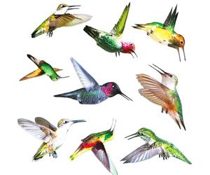 Adesivi per Vetro Uccelli Anticollisione Confezione da 9 adesivi per porte Adesivo Anticollisione Protezione Uccelli Fronte Retro Autoadesivi Adesivi Zanzariere Anticollisione Colorata