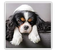 Adesivi quadrati (set di 2) 10 cm - Cavalier King Charles Spaniel Cane Laptop Tablet bagagli Scrapbook #12388