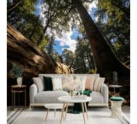 Adesivo da parete di dimensioni personalizzate, Foresta antica illuminata dal sole, tronco d'albero caduto muschiato, baldacchino lussureggiante del bosco, vista tranquilla della natura, per