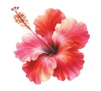 Adesivo da parete gigante XXXL 30X30 cm fiore di ibisco, acquerello fiori qua...