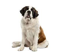 Adesivo per auto San Bernardo 15 cm (5,9 pollici) Saint Bernard Car Sticker Personalizza 3D Strappato Auto Pet Cane Adesivo Riflettente Laptop Divertente Decorazione Impermeabile
