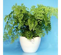Adiantum fragrans Delta Pianta tropicale Capelvenere Felce Viva per Interni