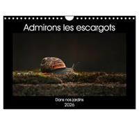 Admirons les escargots (Calendrier mural 2026 DIN A4 vertical), CALVENDO calendrier mensuel: Dans nos jardins