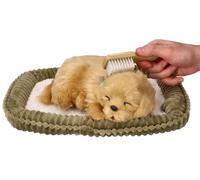 Adotta il cucciolo di Golden Retriever che respira
