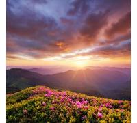 adrium Foto in legno 40 x 40 cm: montagne durante la fioritura dei fiori e l'alba. Fiori sulle colline di montagna. Splendido paesaggio naturale in estate. (107212695)