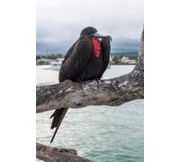 adrium Immagine acrilica 70 x 110 cm: uccello fregata si siede su un ramo sullo sfondo della baia accademica di Puerto Ayora. Santa Cruz, Isole Galapagos, Ecuador (78564302)