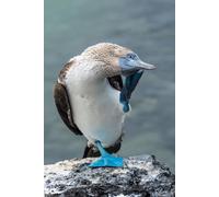 adrium Immagine in acrilico 30 x 50 cm: uccello blu si trova sulla cima di una roccia vulcanica. Santa Cruz, Isole Galapagos, Ecuador (78367685)