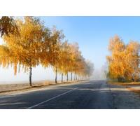 adrium Immagine in legno 110 x 70 cm: betulle autunnali lungo una strada nella mattina nebbiosa (80170798)