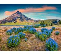 adrium Immagine in legno 60 x 50 cm: fiori di lupino in fiore vicino alla maestosa cascata di Skogafoss nel sud dell'Europa Europa Paesaggio estivo colorato sulla L (71022711)