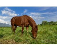 adrium Immagine poster 110 x 70 cm: cavallo marrone erboso su un prato verde nella valle di Vipava, Slovenia. (102034601)