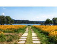 adrium Immagine poster 140 x 90 cm: campo del cosmo arancione lungo il piccolo sentiero nel giardino dell'ecoparco acquatico a Namyangju, Corea del Sud. (131198816)