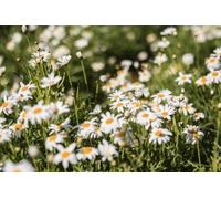 adrium Poster da 110 x 70 cm: fiorisce il grande gruppo