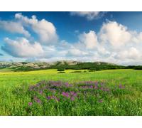 adrium Quadro composito in alluminio 50 x 40 cm: campo con fiori nella valle di montagna, paesaggio estivo naturale (42081567)