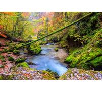adrium Quadro composito in alluminio 80 x 50 cm: torrente profondo nella foresta di montagna in Transilvania, Romania, (45442153)