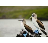 adrium Quadro su tela 110 x 70 cm: palla blu - Galapagos - Ecuador (60411851)