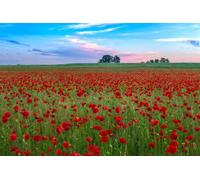 adrium Quadro su tela 60 x 40 cm: campo con erba verde e papaveri rossi contro il cielo del tramonto in Ungheria - Questa foto fa la tecnica HDR (29206759)