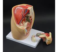 Adult Female Pelvic Sagittal Anatomy Model - 3-Part Reproductive System Model with Digital Identification for Healthcare applications Education and Classroom Use