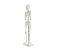 Adult Human Skeleton Model with Spinal Disc for Medical Standard Teaching Purpose, Complete Whole Body Anatomy Representation