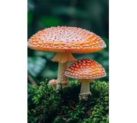 Adulti Diamond Painting Pieno Pittura Art Fai Da Te 5D Kit Funghi Di Muschio Di Bosco Motivo Disegno DIY Diamante Trapano Per Decorazione Casa e Pareti Craft Arts Trapano Quadrato 20x30cm C1367
