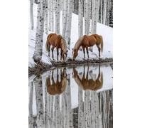 Adulti Diamond Painting Pieno Pittura Art Fai Da Te 5D Kit Scena Di Neve Cavallo Motivo Disegno Ricamo DIY Diamante Trapano Per Decorazione Casa e Pareti Craft Arts Trapano Tondo 50x75cm C1154