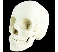 Adulto Cranio 1:1 Modello Anatomico Scomponibile 22 Parti Umano Cranio Grandezza Naturale per Studio di Anatomia Medica