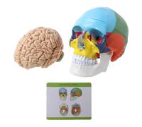 Adulto umano variopinto della scala 1:1 per il modello della testa con i modelli di insegnamento medico di Te di anatomia