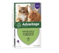 Advantage spot-on trattamento antipulci per gatti grandi e conigli grandi, 4 pipette.