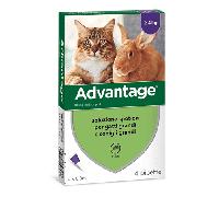 Bayer - Advantage 80 per Gatti o Conigli di oltre 4 Kg da 4 x 0,8 ml