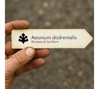 Aeonium dodrantale SEEDS - - SEMI Aeonium dodrantale | Rosa di montagna